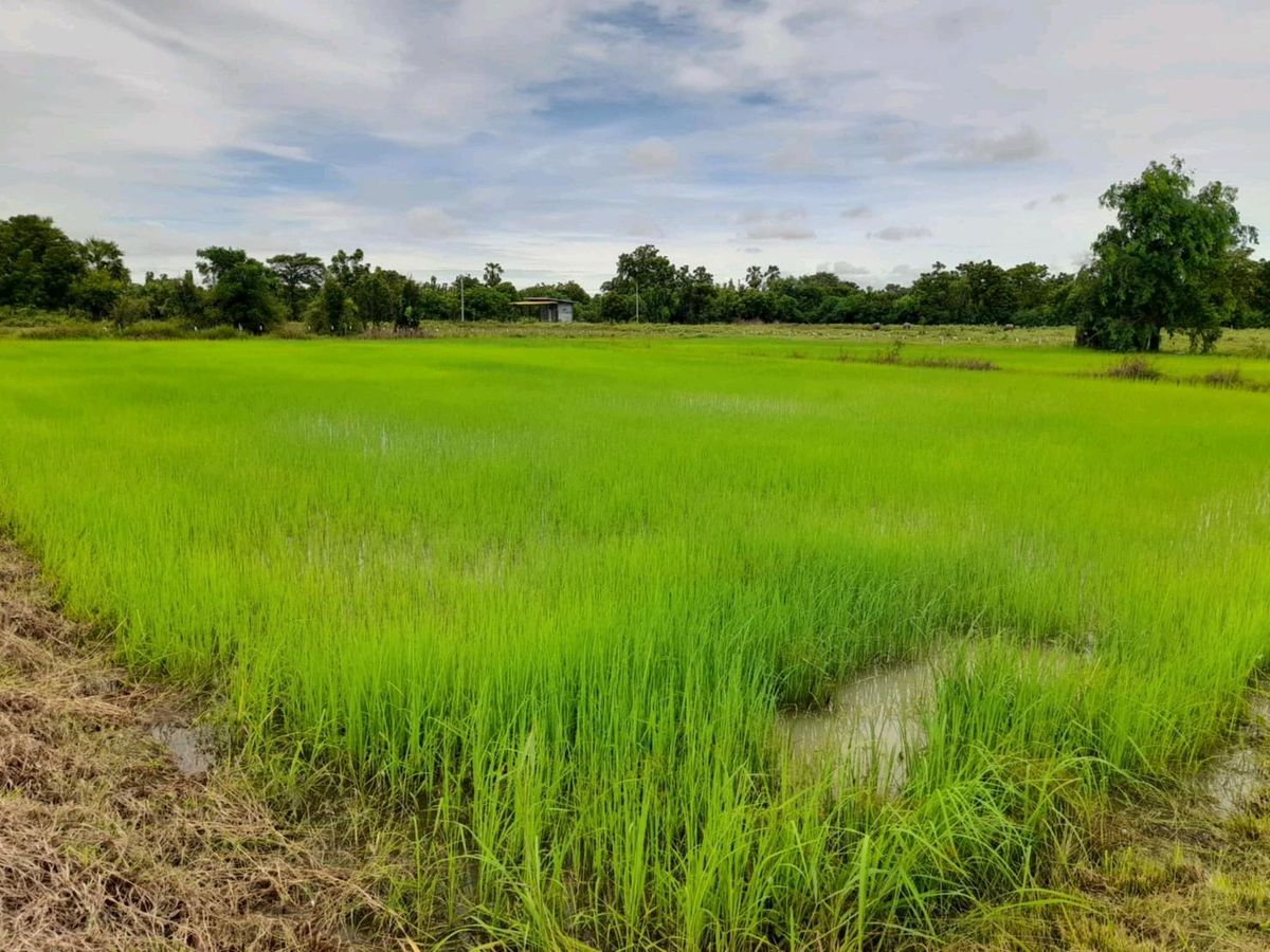 ขายที่ดินสุพรรณบุรี : ขายด่วน ที่ดิน อ.ดอนเจดีย์ สุพรรณบุรีแปลงใหญ่ทำเลดี ติดถนน 2 ด้าน ราคาถูกมาก 