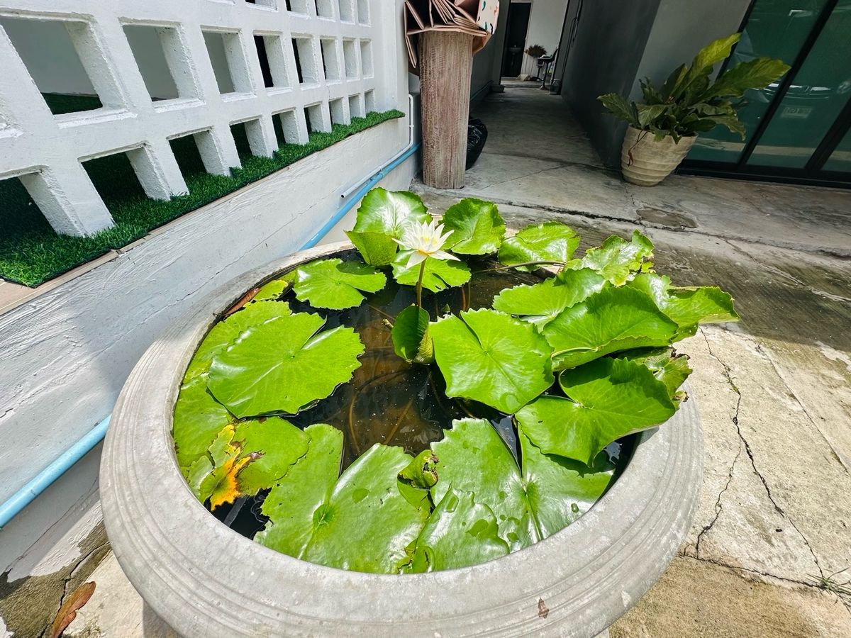 ขายที่ดินเกษตร นวมินทร์ ลาดปลาเค้า : ขานที่ดินขนาด 300 ตาราวา ทำเลซอยนวลจันทร์ 56 รามอินทรา ประดิษฐ์มนูธรรม เหมาะสำหรับทำออฟฟิศหรือที่อยู่อาศัยสถานที่จัดเลี้ยง สถานที่พร้อมใช้