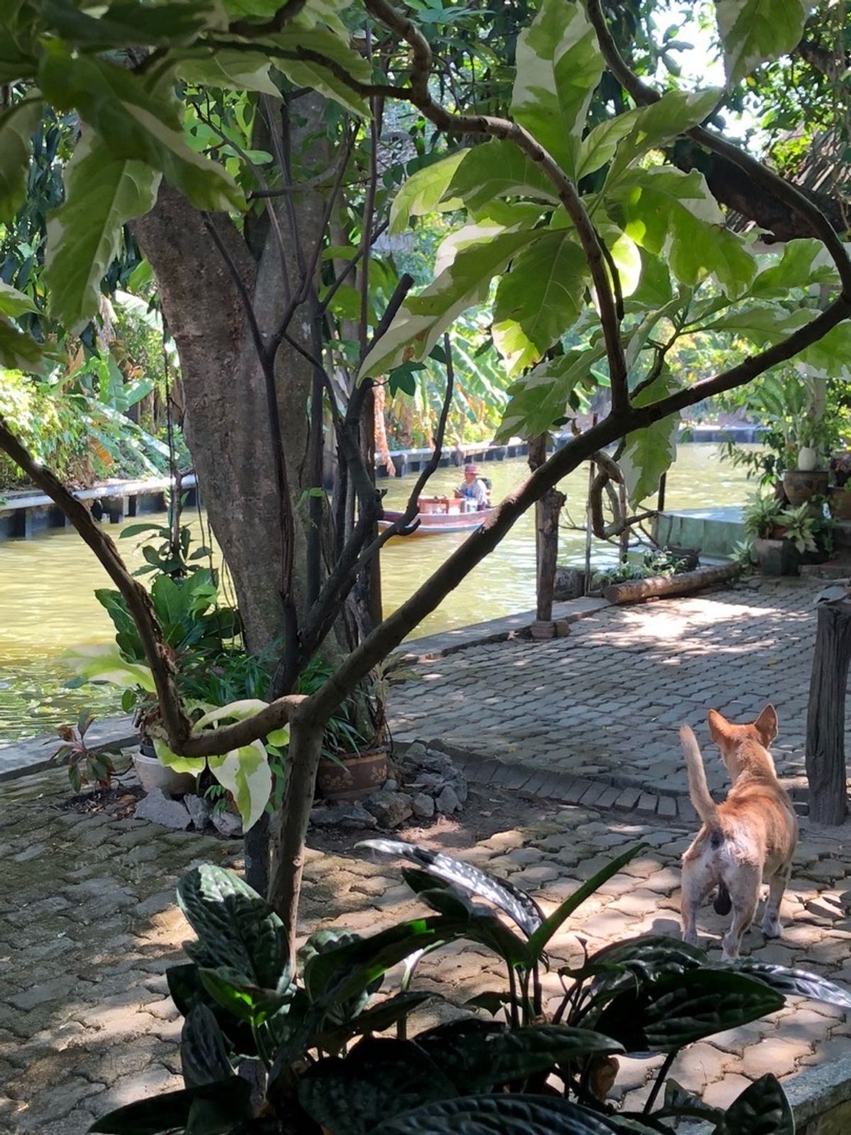 ขายที่ดินพุทธมณฑล ศาลายา : 📢👇ที่ดิน แปลงสวย พร้อมบ้าน 3 หลัง ริมคลองวัดโพธิ์ ต้นไม้ใหญ่บรรยากาศร่มรื่น เงียบสงบ ใกล้แหล่งท่องเที่ยว ตลาดน้ำคลองลัดมะยม และบางระมาด เหมาะพักอาศัย ทำที่พักHome stay ร้านอาหาร ร้านกาแฟ 