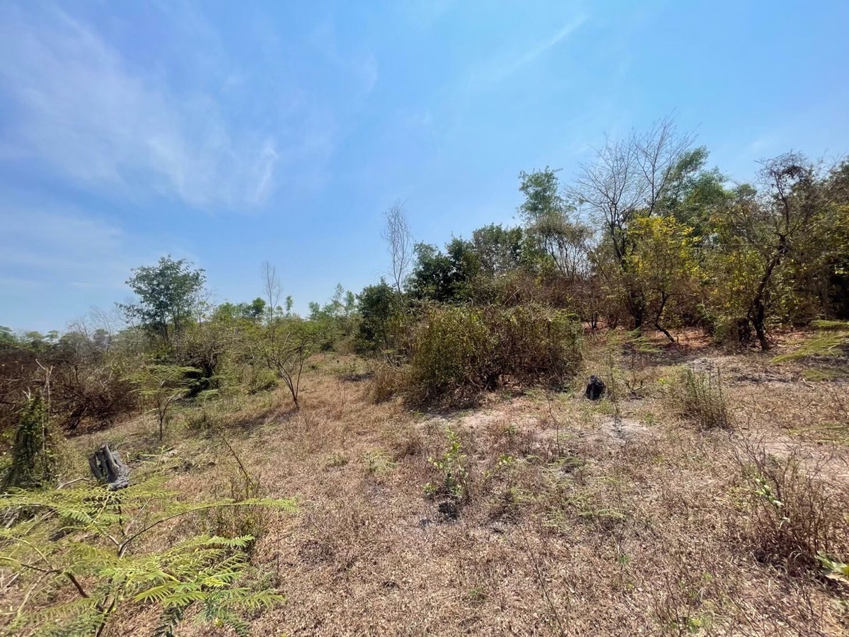 For RentLandNakhon Nayok : Land for rent in an area of ​​11-96 rai. There is a germination at Ongkharak District, Nakhon Nayok.