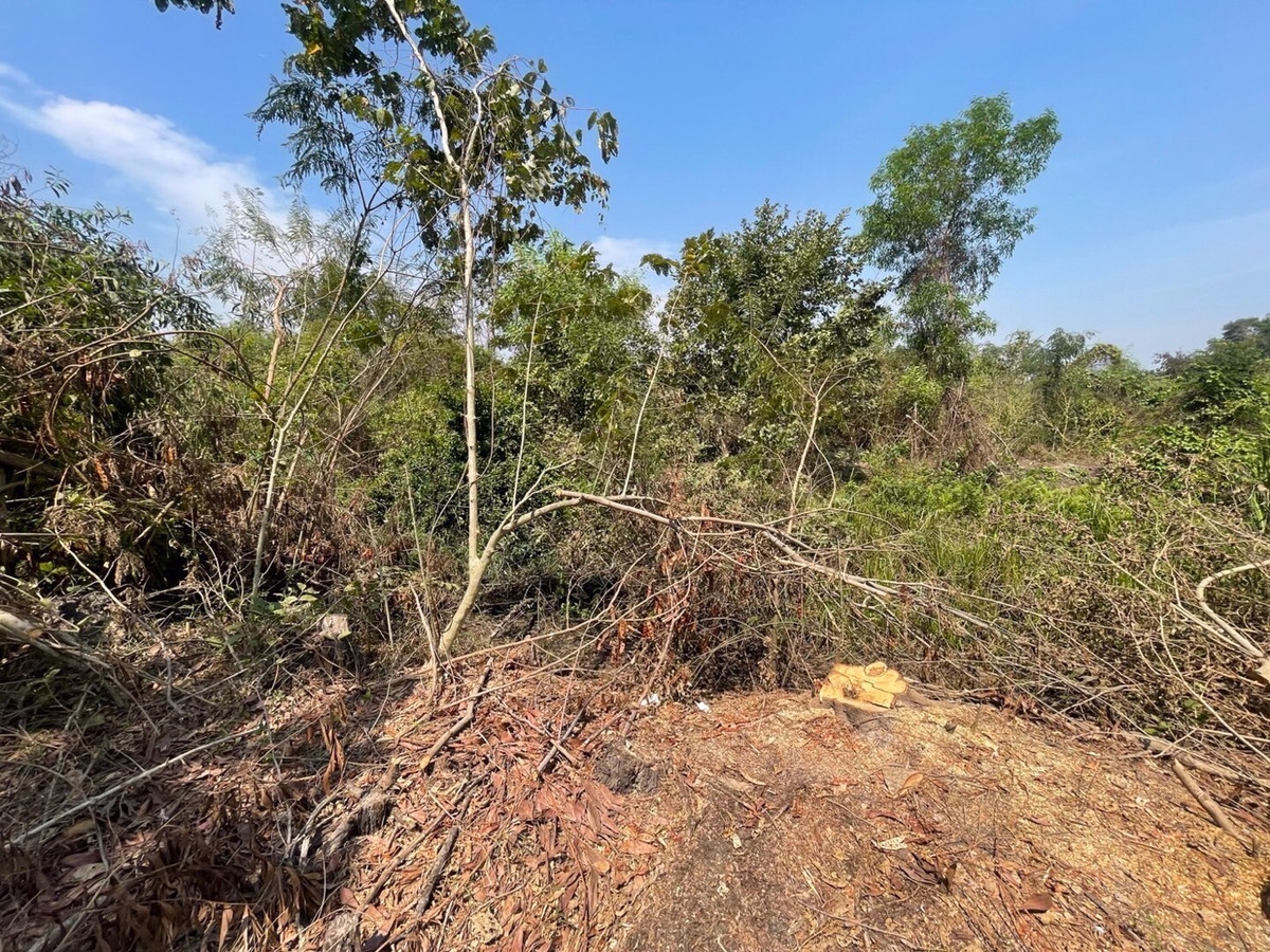 For RentLandNakhon Nayok : Land for rent in an area of ​​11-96 rai. There is a germination at Ongkharak District, Nakhon Nayok.