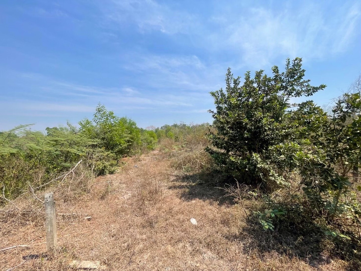 For RentLandNakhon Nayok : Land for rent in an area of ​​11-96 rai. There is a germination at Ongkharak District, Nakhon Nayok.