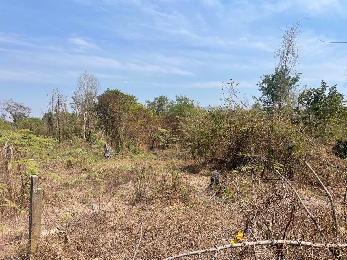 For RentLandNakhon Nayok : Land for rent in an area of ​​11-96 rai. There is a germination at Ongkharak District, Nakhon Nayok.
