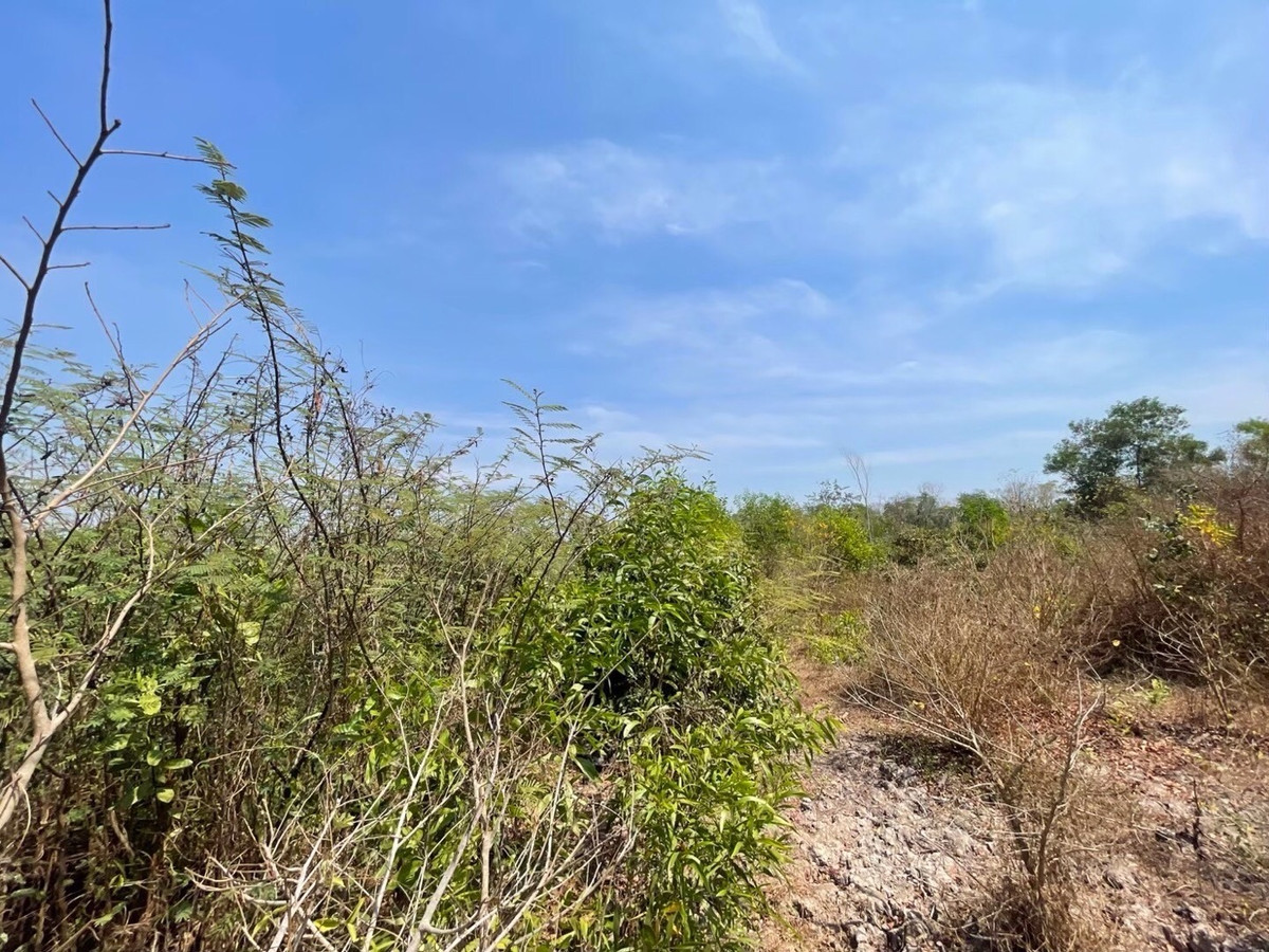 For RentLandNakhon Nayok : Land for rent in an area of ​​11-96 rai. There is a germination at Ongkharak District, Nakhon Nayok.