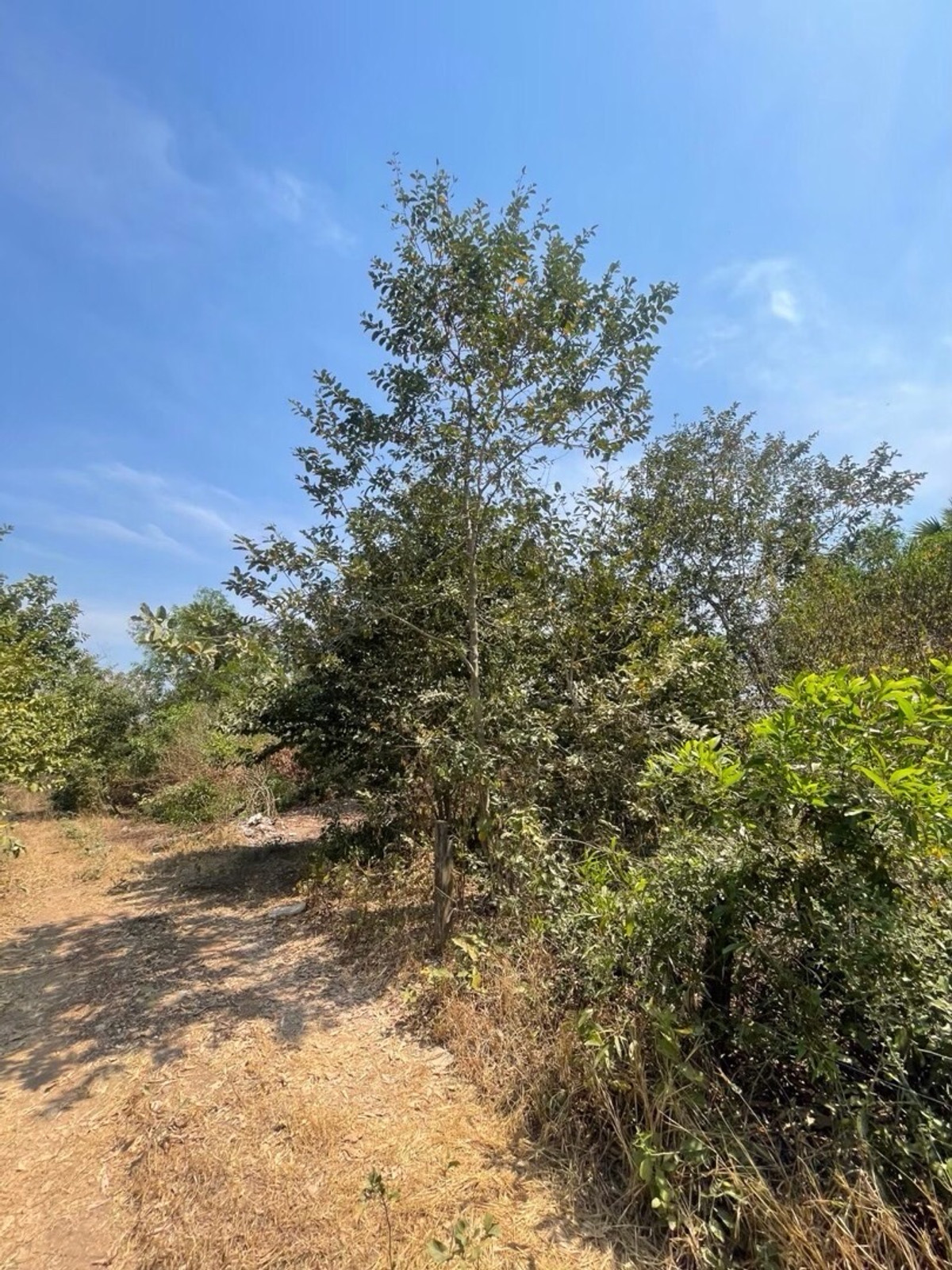 For RentLandNakhon Nayok : Land for rent in an area of ​​11-96 rai. There is a germination at Ongkharak District, Nakhon Nayok.