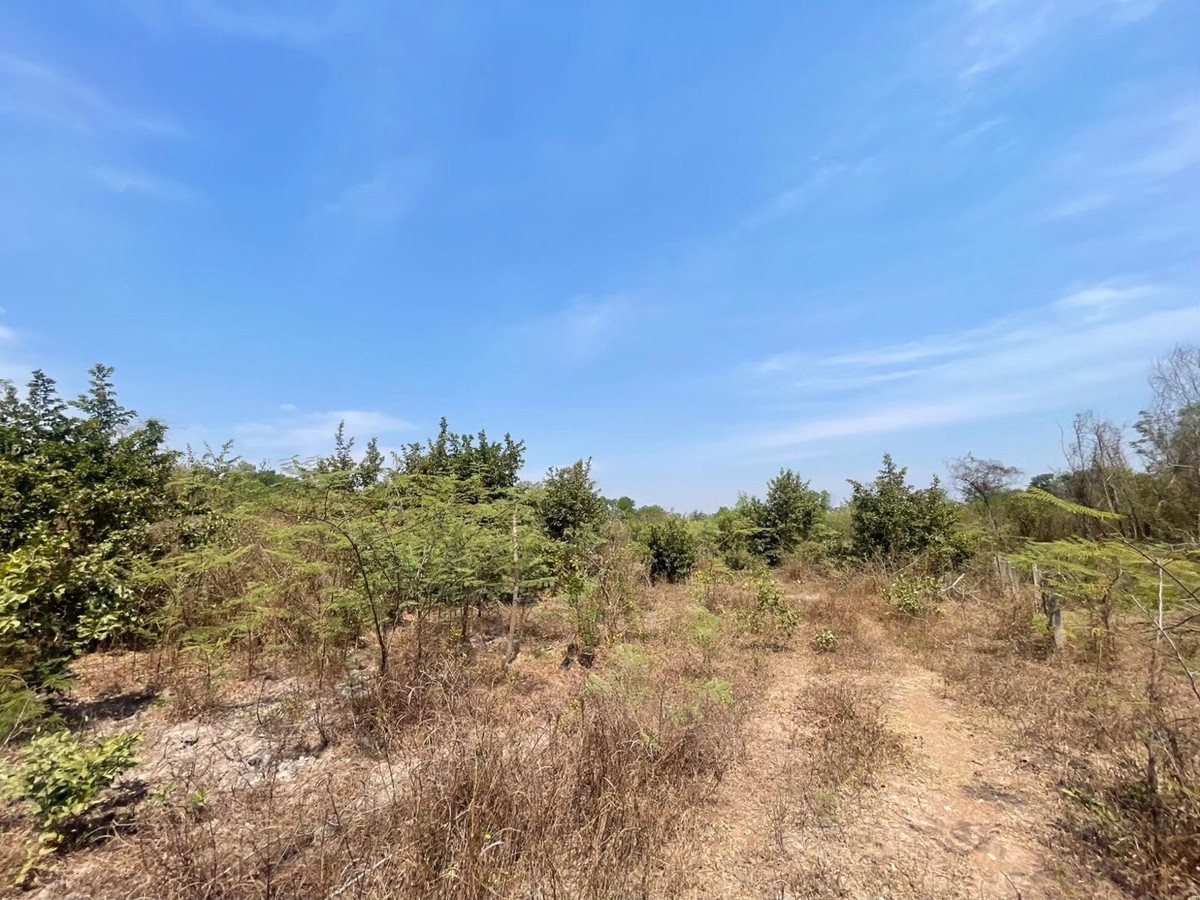 For RentLandNakhon Nayok : Land for rent in an area of ​​11-96 rai. There is a germination at Ongkharak District, Nakhon Nayok.