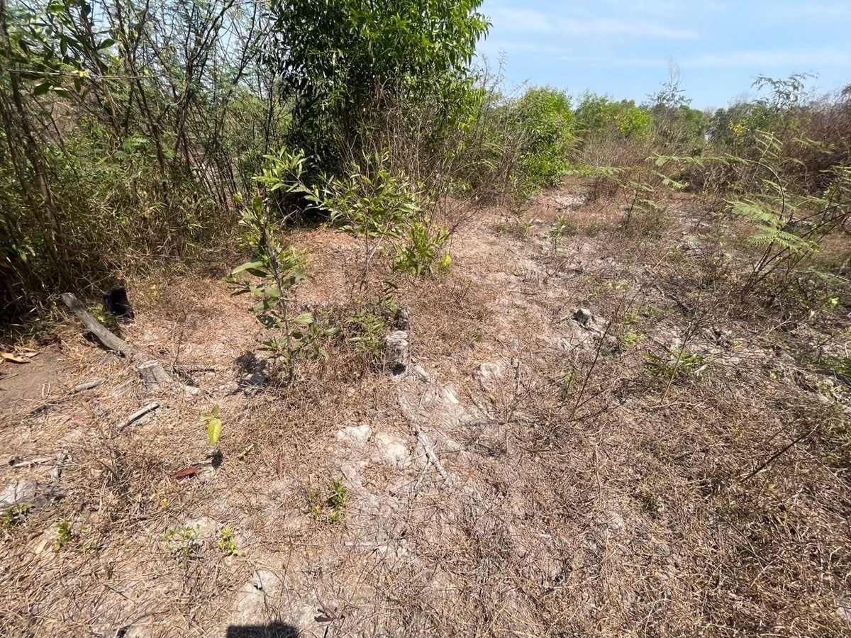 For RentLandNakhon Nayok : Land for rent in an area of ​​11-96 rai. There is a germination at Ongkharak District, Nakhon Nayok.