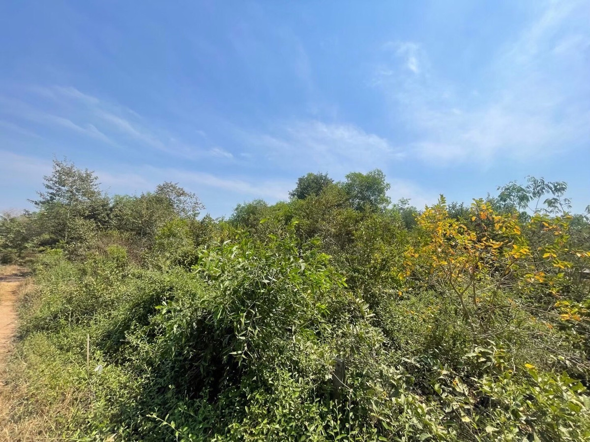 For RentLandNakhon Nayok : Land for rent in an area of ​​11-96 rai. There is a germination at Ongkharak District, Nakhon Nayok.