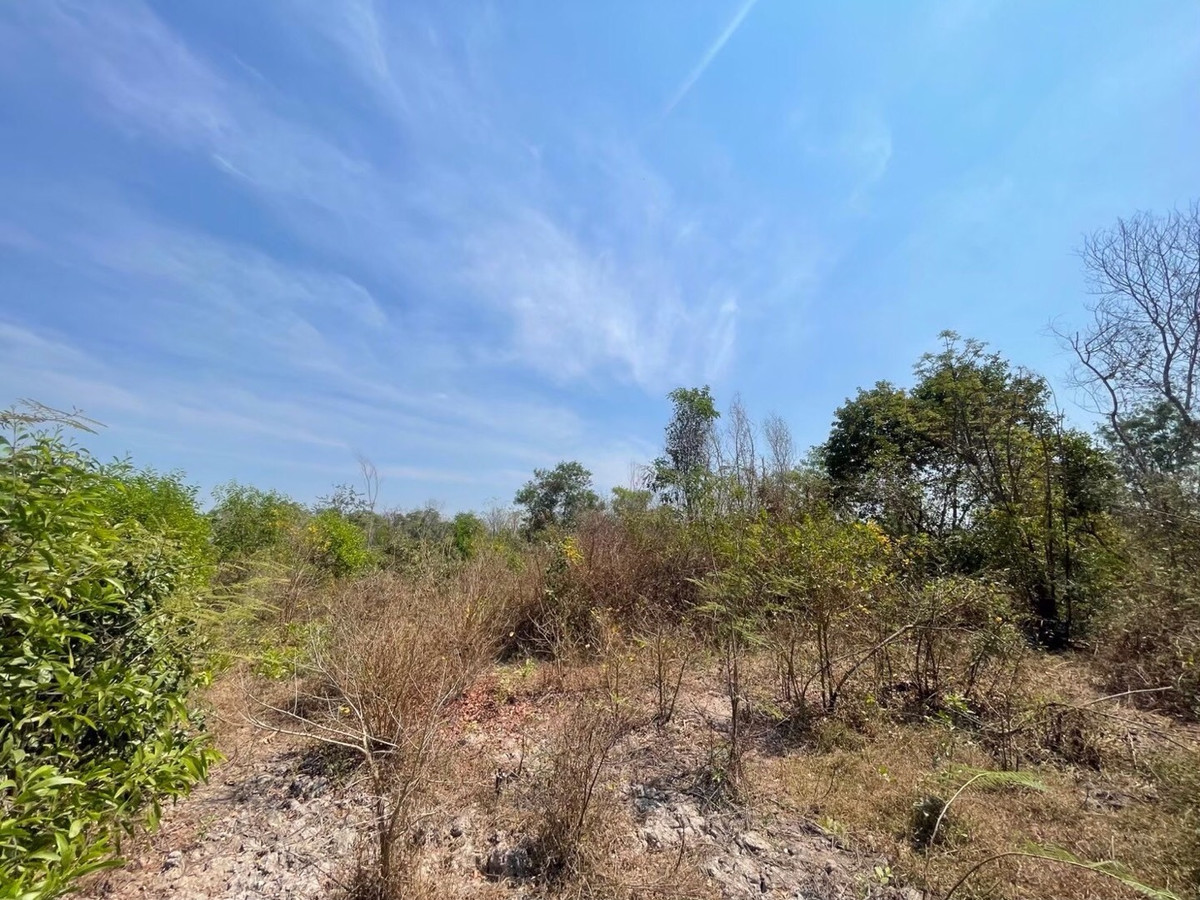 For RentLandNakhon Nayok : Land for rent in an area of ​​11-96 rai. There is a germination at Ongkharak District, Nakhon Nayok.