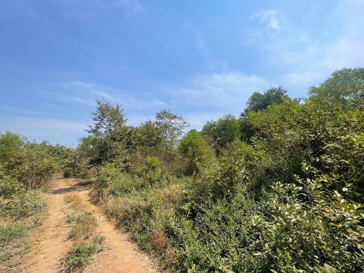 For RentLandNakhon Nayok : Land for rent in an area of ​​11-96 rai. There is a germination at Ongkharak District, Nakhon Nayok.