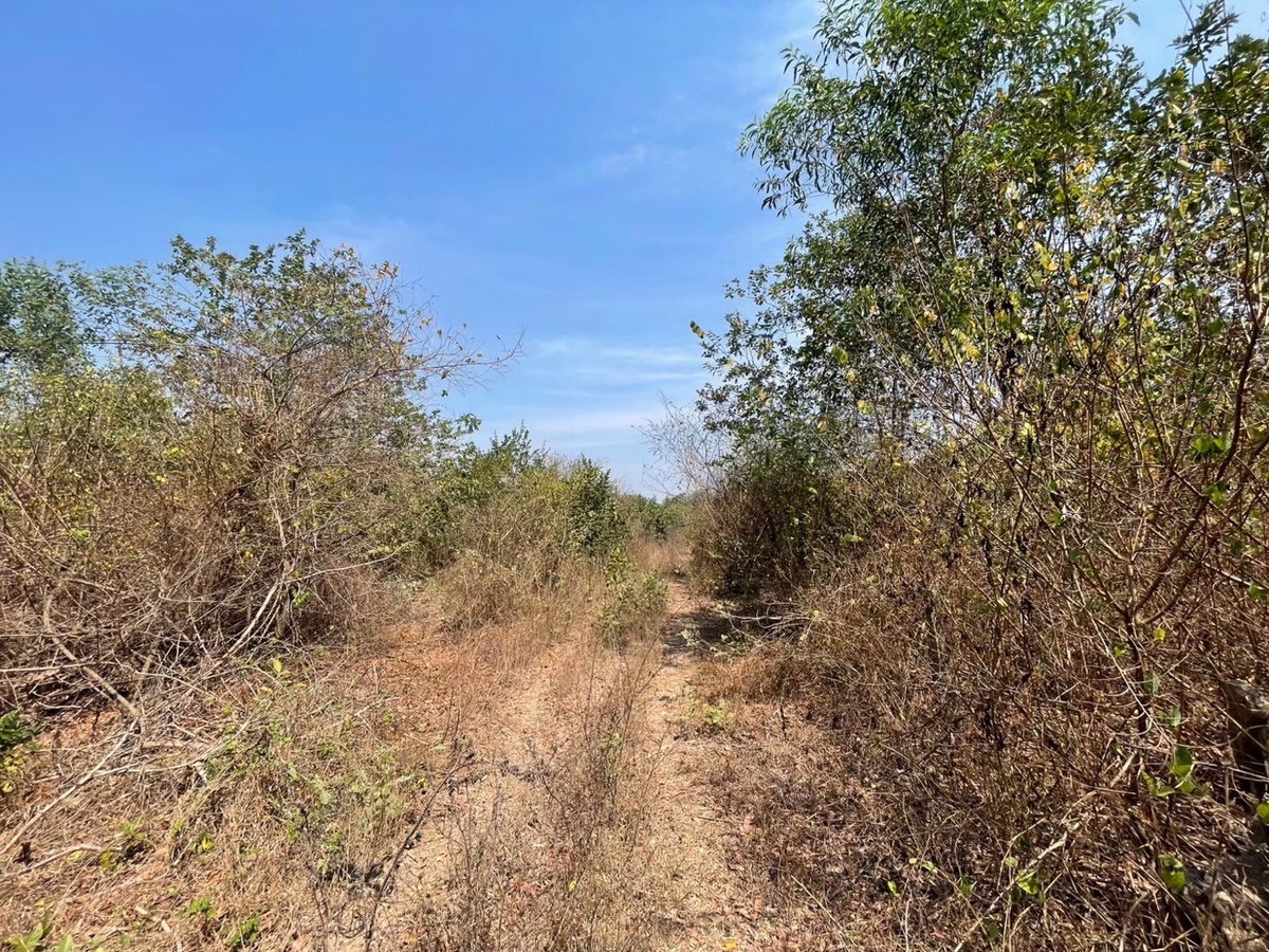 For RentLandNakhon Nayok : Land for rent in an area of ​​11-96 rai. There is a germination at Ongkharak District, Nakhon Nayok.