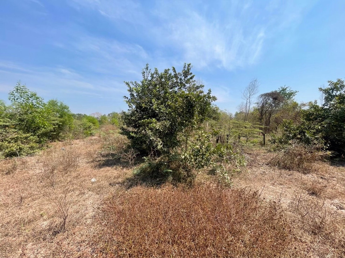 For RentLandNakhon Nayok : Land for rent in an area of ​​11-96 rai. There is a germination at Ongkharak District, Nakhon Nayok.