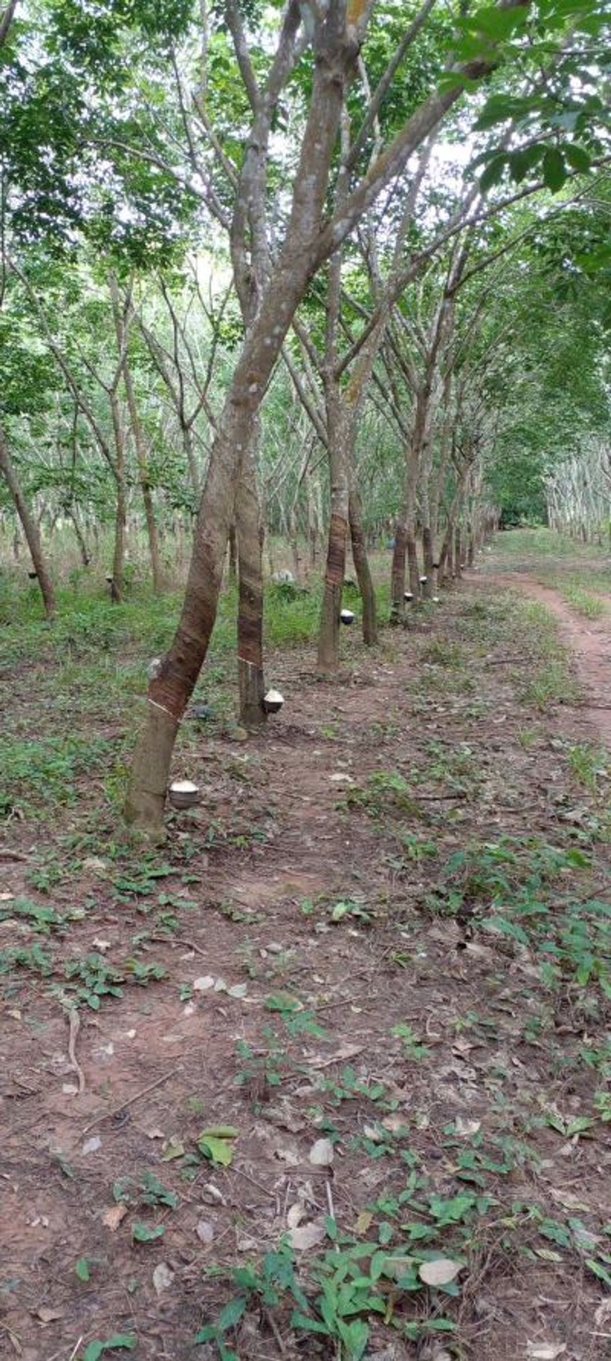 ขายที่ดินจันทบุรี : ที่ดินแปลงใหญ่ พร้อมสวนยาง อำเภอสอยดาว จันทบุรี 58-3-30 ไร่