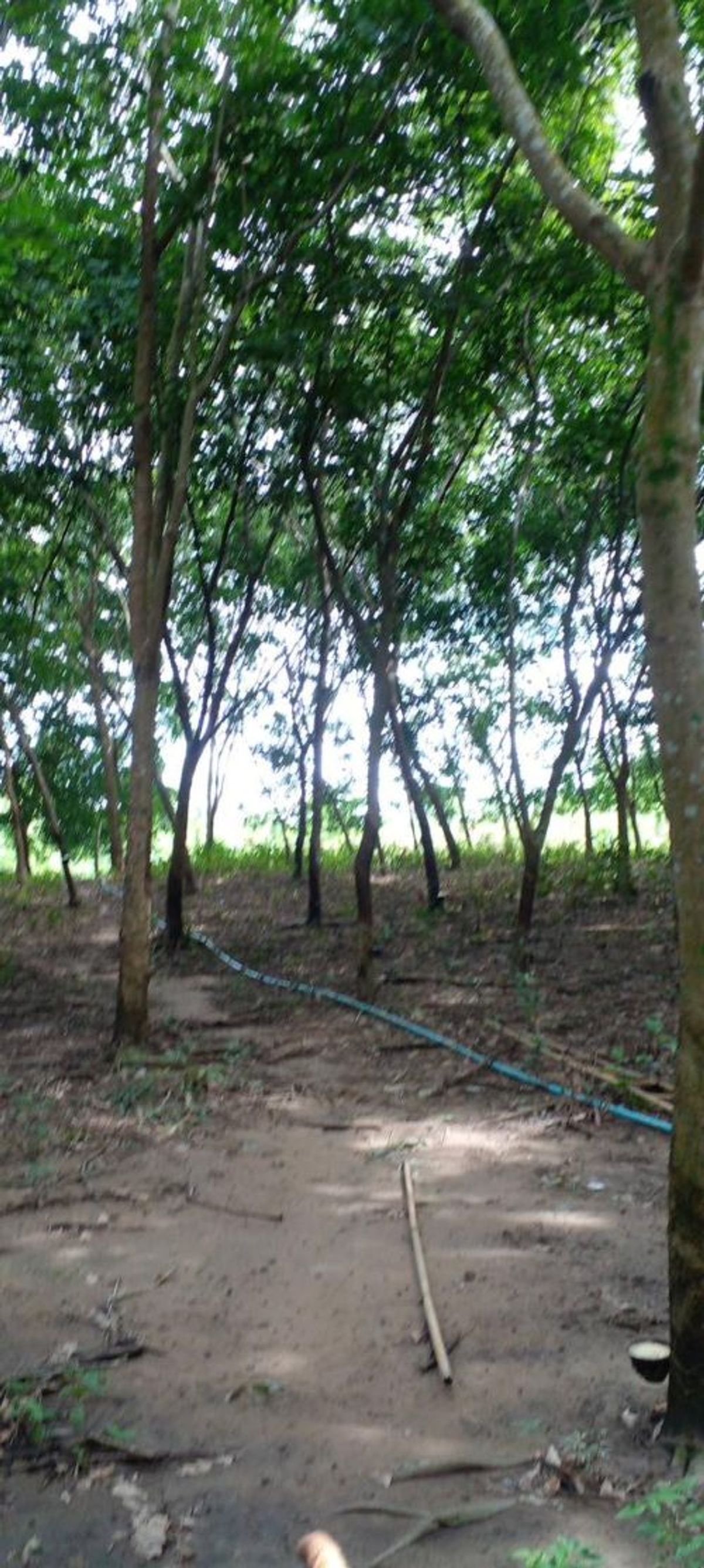 ขายที่ดินจันทบุรี : ที่ดินแปลงใหญ่ พร้อมสวนยาง อำเภอสอยดาว จันทบุรี 58-3-30 ไร่