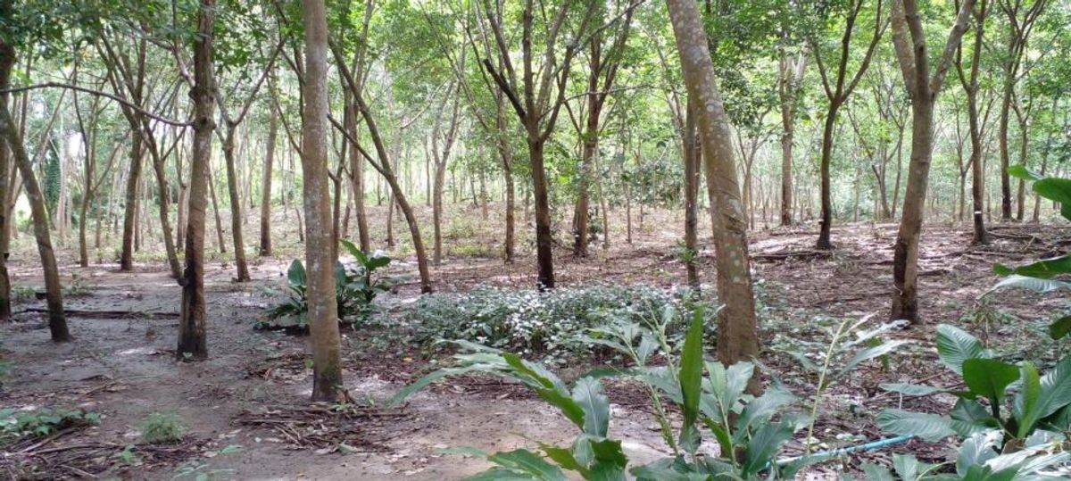 ขายที่ดินจันทบุรี : ที่ดินแปลงใหญ่ พร้อมสวนยาง อำเภอสอยดาว จันทบุรี 58-3-30 ไร่