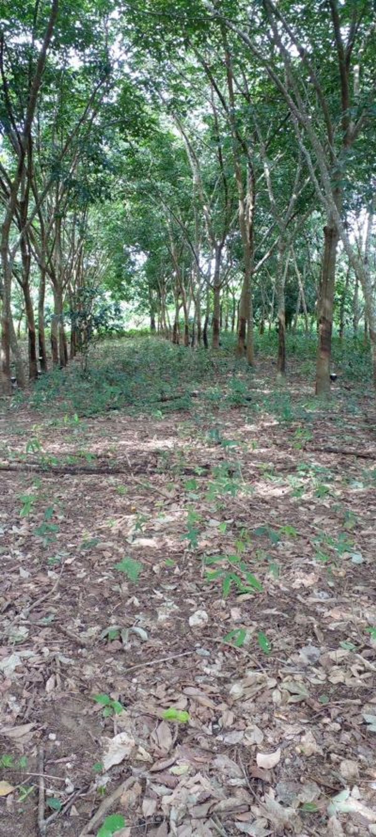 ขายที่ดินจันทบุรี : ที่ดินแปลงใหญ่ พร้อมสวนยาง อำเภอสอยดาว จันทบุรี 58-3-30 ไร่