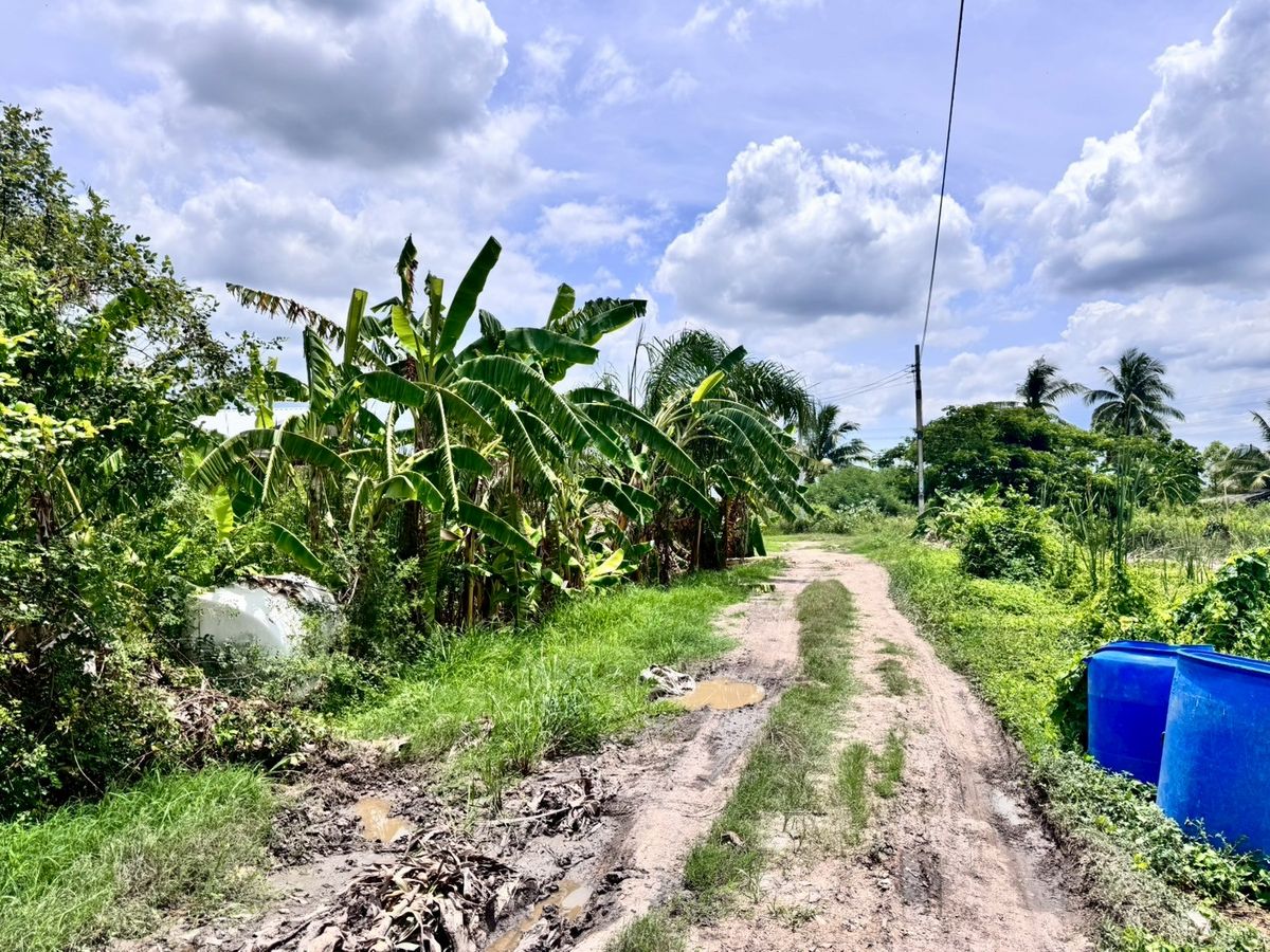 For SaleLandMin Buri, Romklao : Land for sale in Nong Chok Pracha Samran 1 Road (Soi Khlong Khlong) ** Only 1,875/square wah (N.1716)