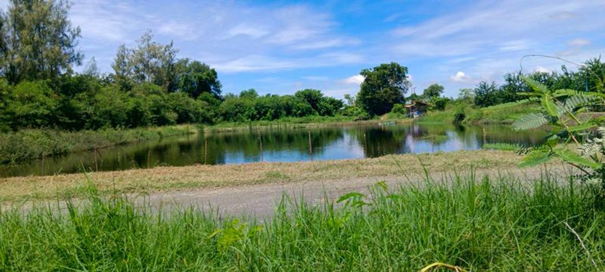 For SaleLandSamut Prakan,Samrong : Land for sale with house, 2-story wooden buildings, area 3 rai 2 ngan, Soi Wat Hom Sin (Bang Phli Noi Municipality), Bang Na-Trat Road, Km. 35, yellow area Bang Phli Noi Subdistrict, Bang Bo District, Samut Prakan Province