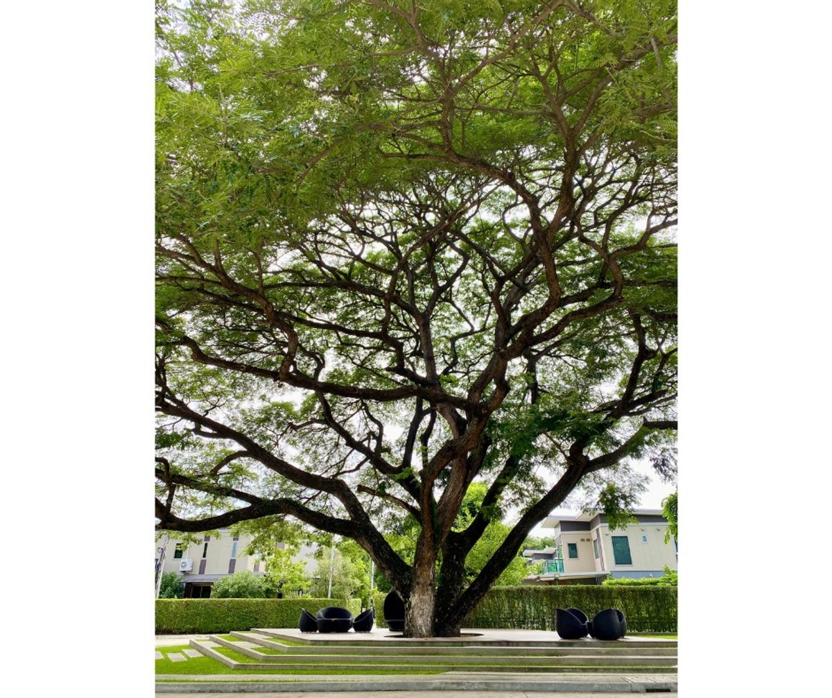 ขายบ้านสระบุรี : ขายบ้านพักตากอากาศ เขาใหญ่ พร้อมสระว่ายน้ำส่วนตัว  โครงการ ครีเอ้ เขาใหญ่