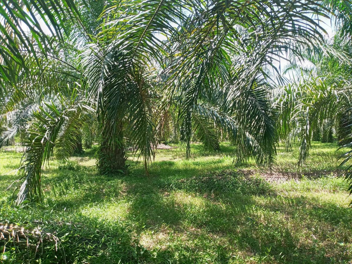 For SaleLandNakhon Si Thammarat : Land for sale with 21 rai of palm plantations, Thung Yai District, Nakhon Si Thammarat Province (N.689)