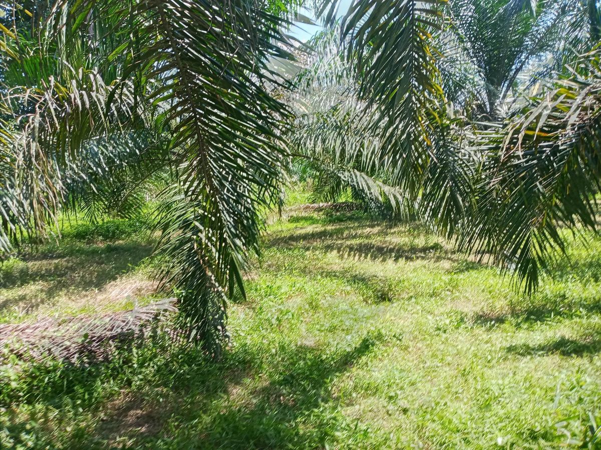 For SaleLandNakhon Si Thammarat : Land for sale with 21 rai of palm plantations, Thung Yai District, Nakhon Si Thammarat Province (N.689)