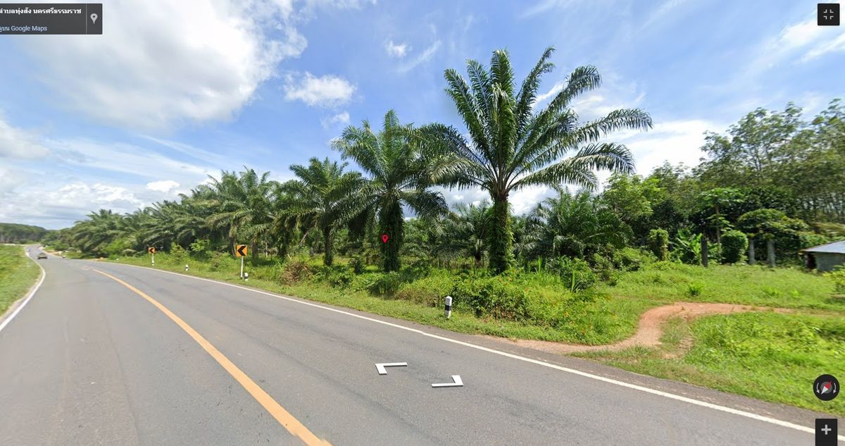 For SaleLandNakhon Si Thammarat : Land for sale with 21 rai of palm plantations, Thung Yai District, Nakhon Si Thammarat Province (N.689)