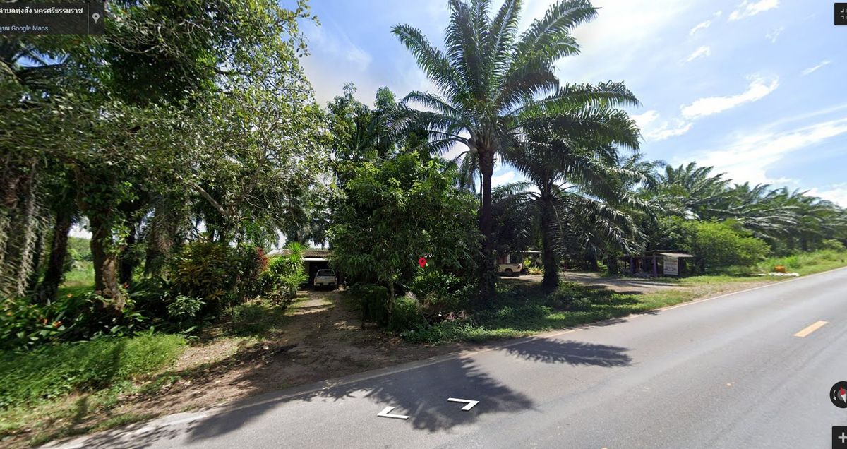 For SaleLandNakhon Si Thammarat : Land for sale with 21 rai of palm plantations, Thung Yai District, Nakhon Si Thammarat Province (N.689)