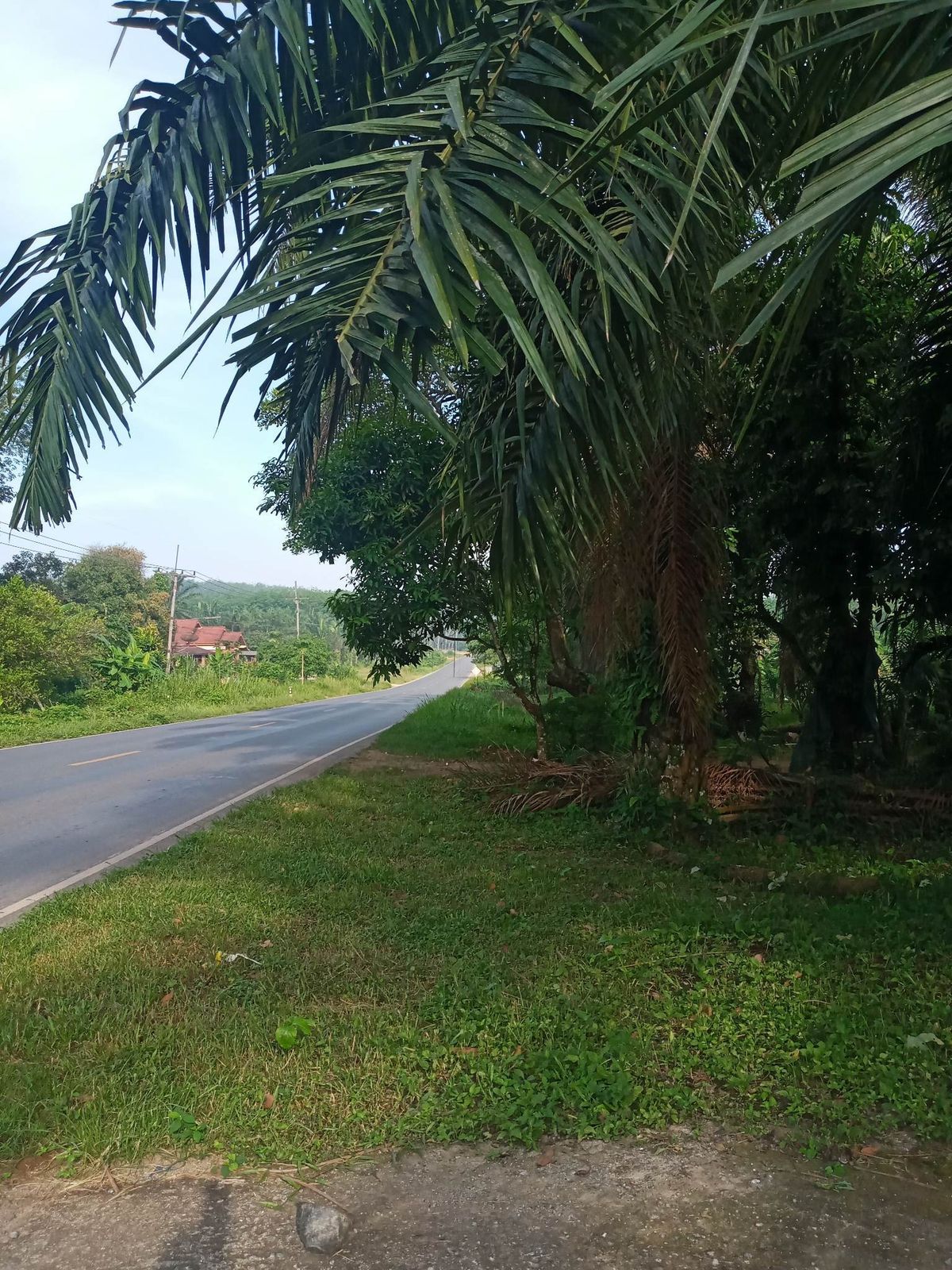 For SaleLandNakhon Si Thammarat : Land for sale with 21 rai of palm plantations, Thung Yai District, Nakhon Si Thammarat Province (N.689)