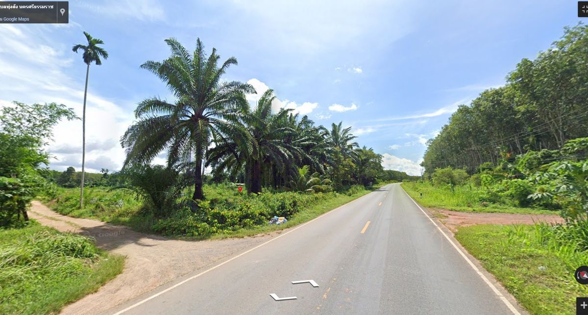 For SaleLandNakhon Si Thammarat : Land for sale with 21 rai of palm plantations, Thung Yai District, Nakhon Si Thammarat Province (N.689)
