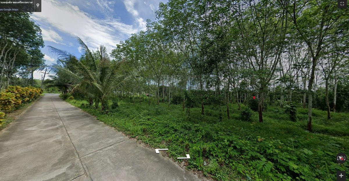 For SaleLandNakhon Si Thammarat : Land for sale with 21 rai of palm plantations, Thung Yai District, Nakhon Si Thammarat Province (N.689)