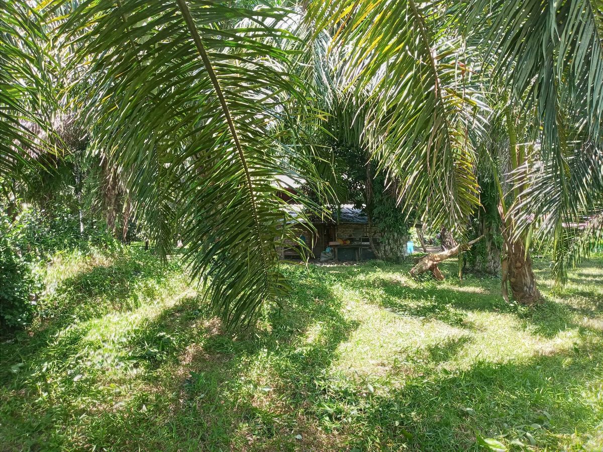 For SaleLandNakhon Si Thammarat : Land for sale with 21 rai of palm plantations, Thung Yai District, Nakhon Si Thammarat Province (N.689)