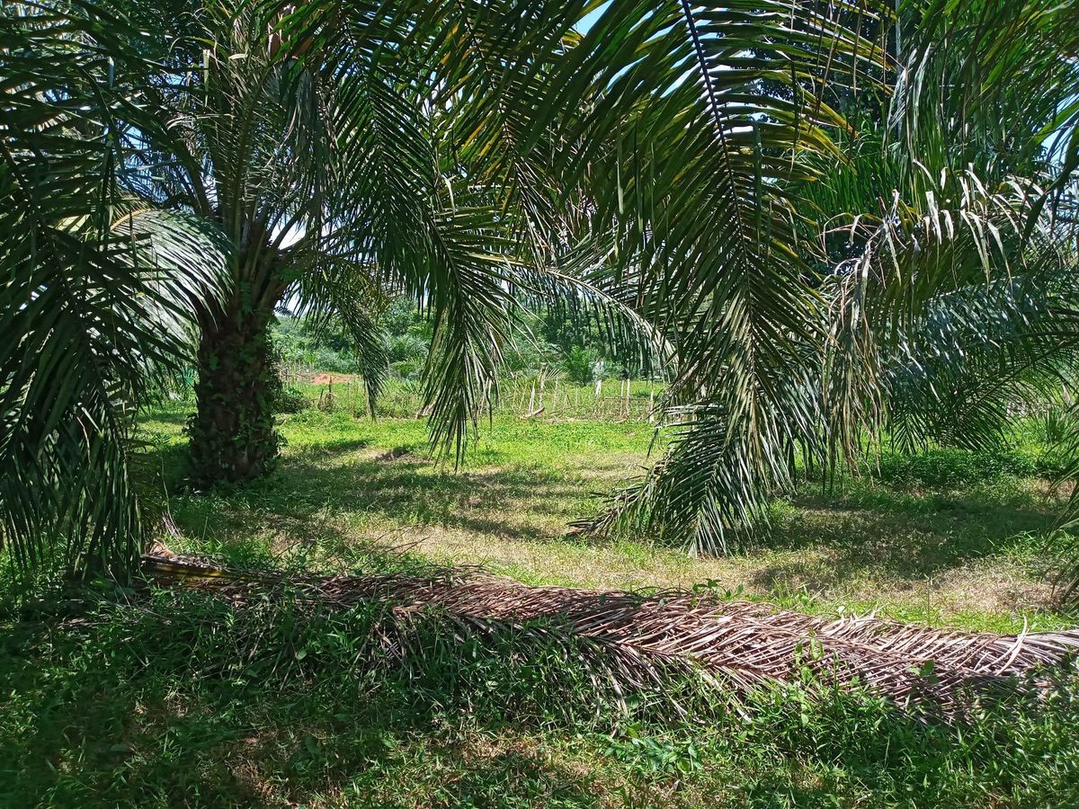 For SaleLandNakhon Si Thammarat : Land for sale with 21 rai of palm plantations, Thung Yai District, Nakhon Si Thammarat Province (N.689)