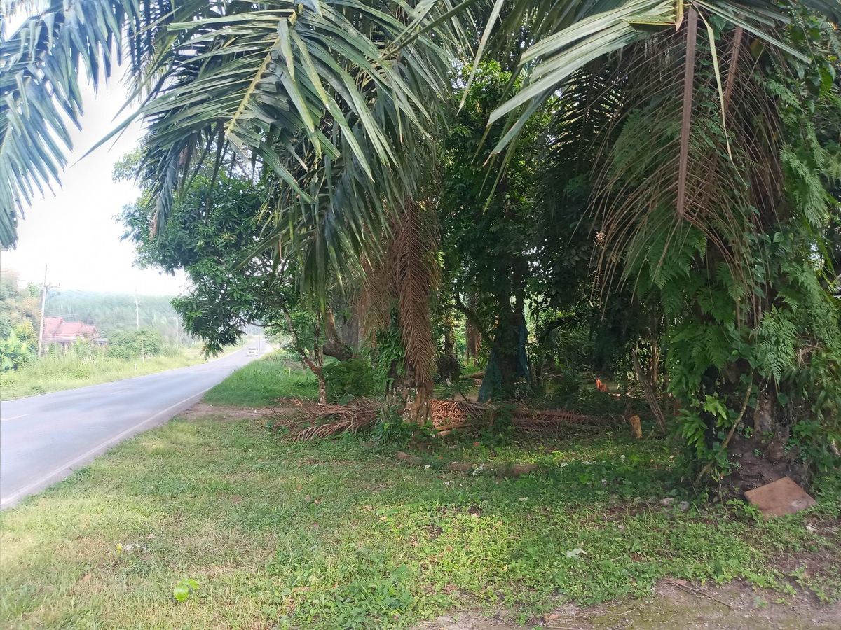For SaleLandNakhon Si Thammarat : Land for sale with 21 rai of palm plantations, Thung Yai District, Nakhon Si Thammarat Province (N.689)