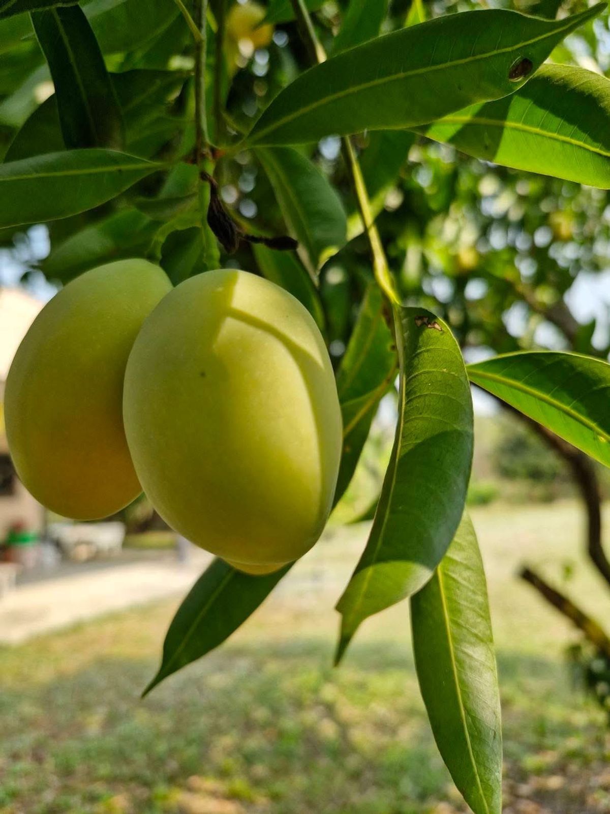 For SaleLandNakhon Nayok : Fruit Farm with 2 Houses for Sale in Nakhon Nayok Province Thailand