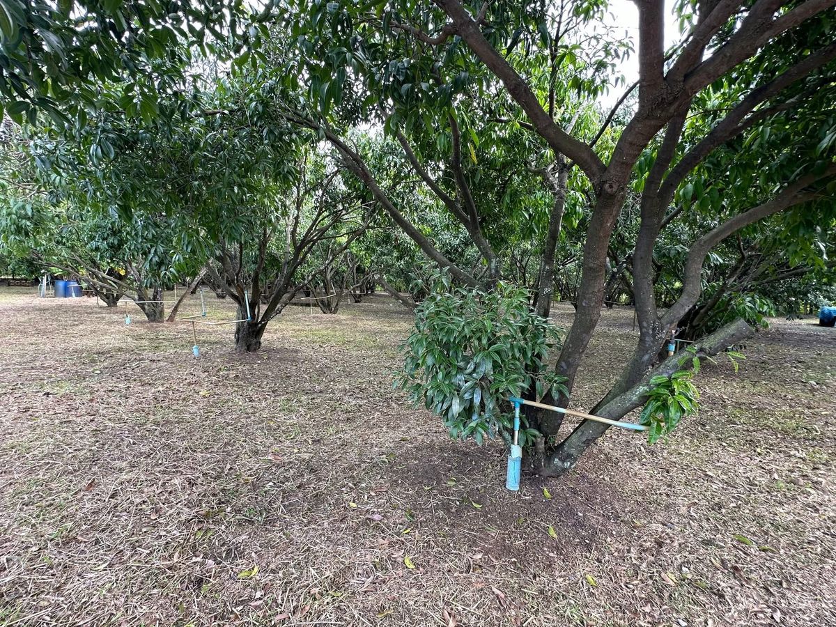 For SaleLandNakhon Nayok : Fruit Farm with 2 Houses for Sale in Nakhon Nayok Province Thailand