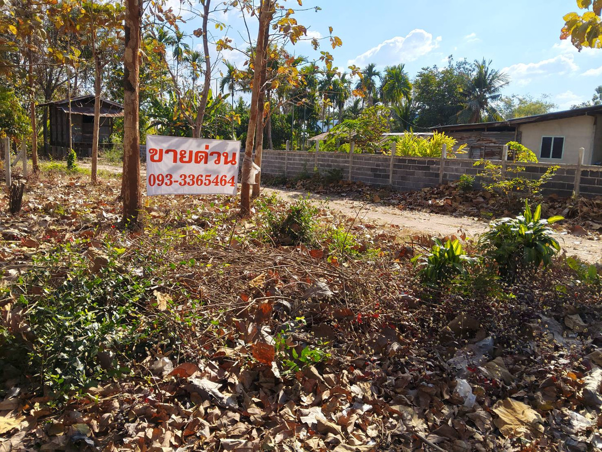 ขายที่ดินบุรีรัมย์ : ที่ดินสวย ในหมู่บ้าน เหมาะสำหรับ ปลูกบ้านที่อยู่อาศัย และทำสวน