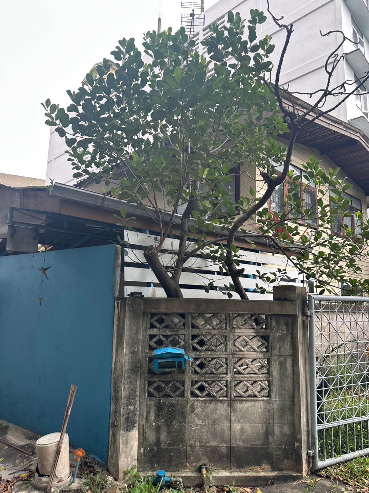 ขายบ้านนนทบุรี บางใหญ่ บางบัวทอง : ขายบ้านเดี่ยว 2 ชั้น ซอยติวานนท์ 3/1 ต.ตลาดขวัญ จ.นนทบุรี