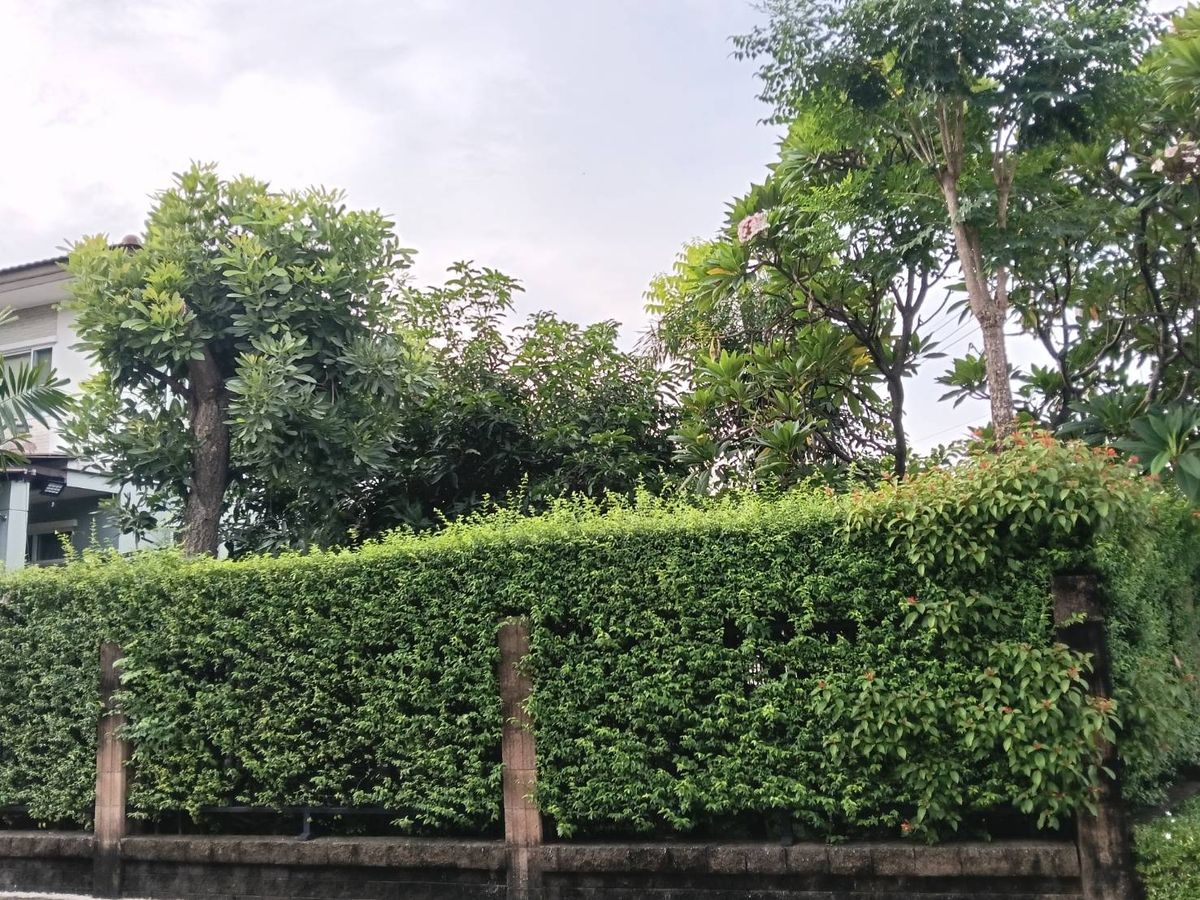 ขายบ้านนวมินทร์ รามอินทรา : บ้านเดี่ยว เดอะแพลนท์ วงแหวน-รามอินทรา1 80 ตรว.พื้นที่เยอะ เดินทางสะดวก ใกล้ทางด่วน ใกล้แจ๊สคู้บอน