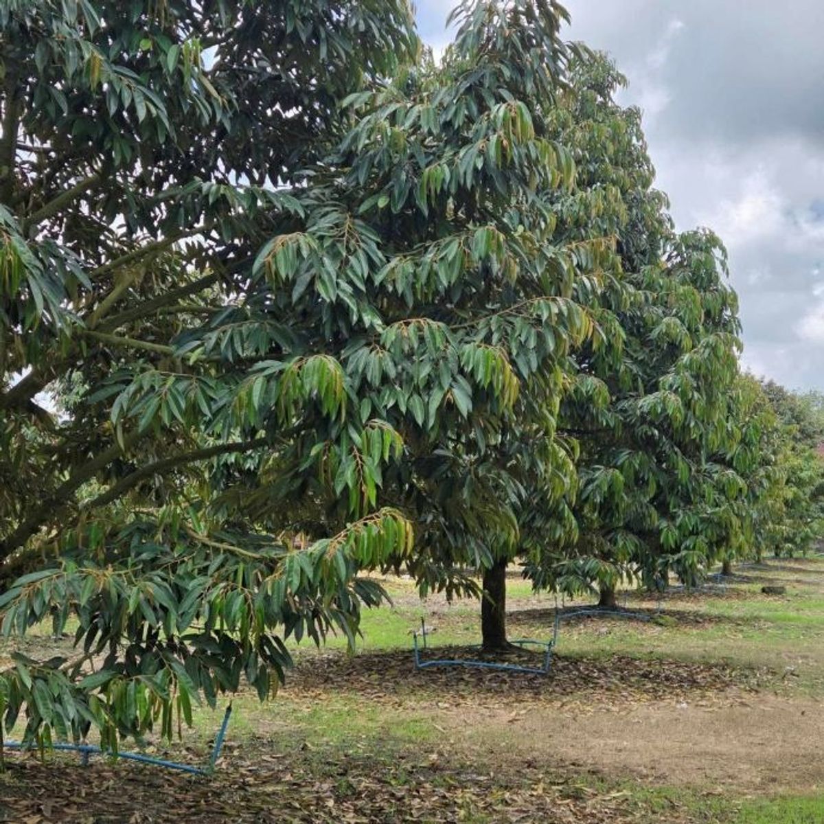 ขายที่ดินระยอง : ขายด่วน สวนทุเรียน  แกลง ระยอง 5-1-84.6 ไร่