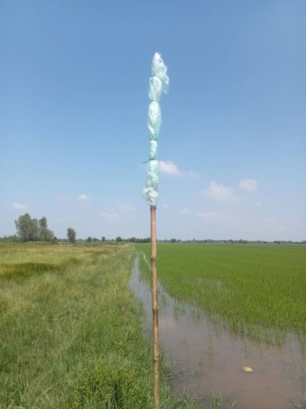 For SaleLandChachoengsao : ขายที่นา 100 ไร่ ตำบลหมอนทอง อำเภอบางน้ำเปรี้ยว จังหวัดฉะเชิงเทรา