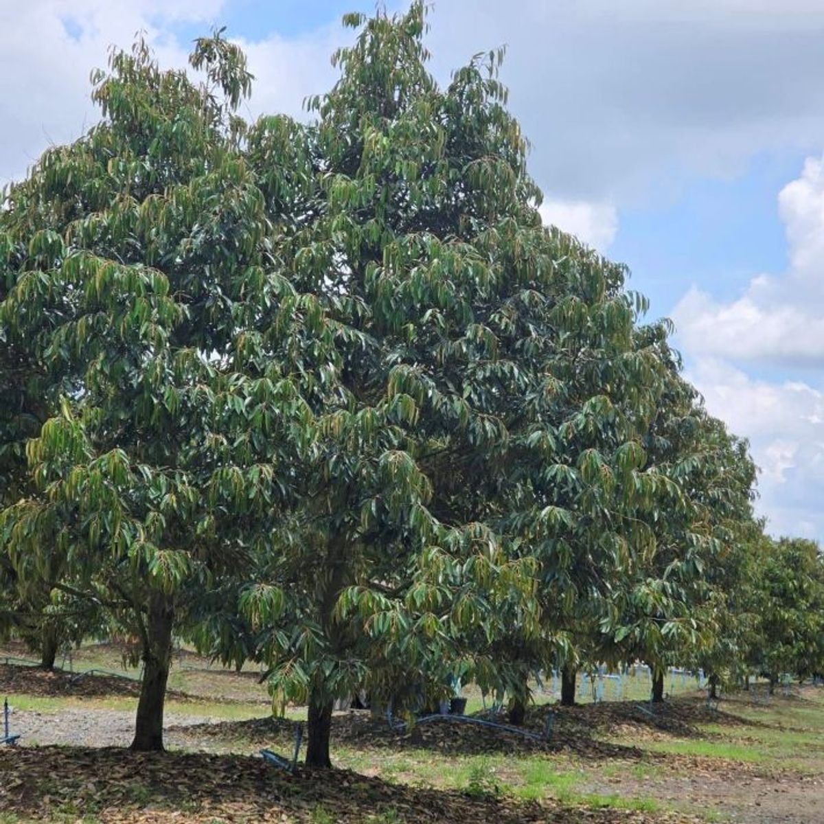 ขายที่ดินระยอง : ขายด่วน สวนทุเรียน  แกลง ระยอง 5-1-84.6 ไร่