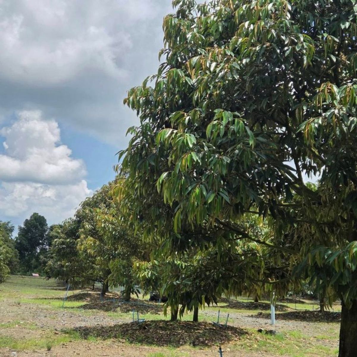 ขายที่ดินระยอง : ขายด่วน สวนทุเรียน  แกลง ระยอง 5-1-84.6 ไร่