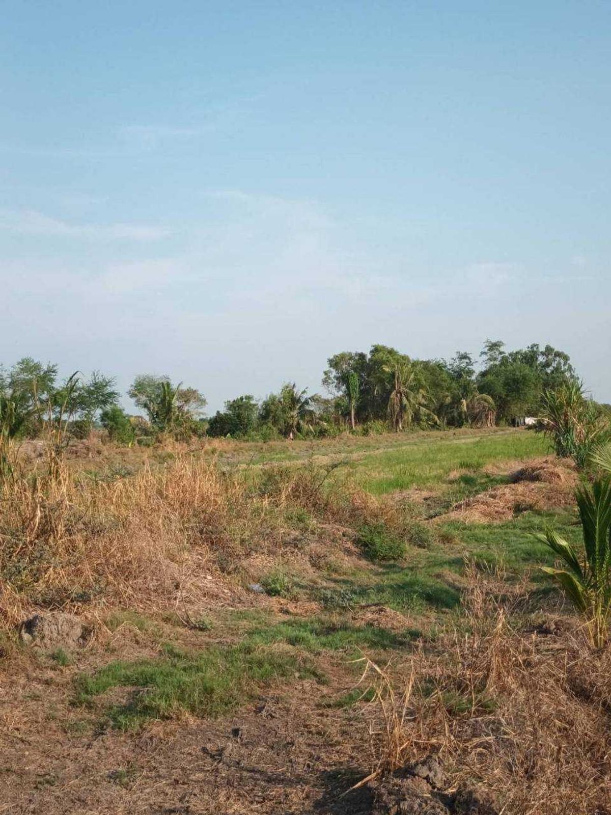 For SaleLandPathum Thani,Rangsit, Thammasat : Land for sale Is a purple area (opposite the Lam Luk Ka Subdistrict Administrative Organization) suitable for building a factory size 34-3-3.2 rai, Lam Luk Ka Kok, 8 Pathum Thani
