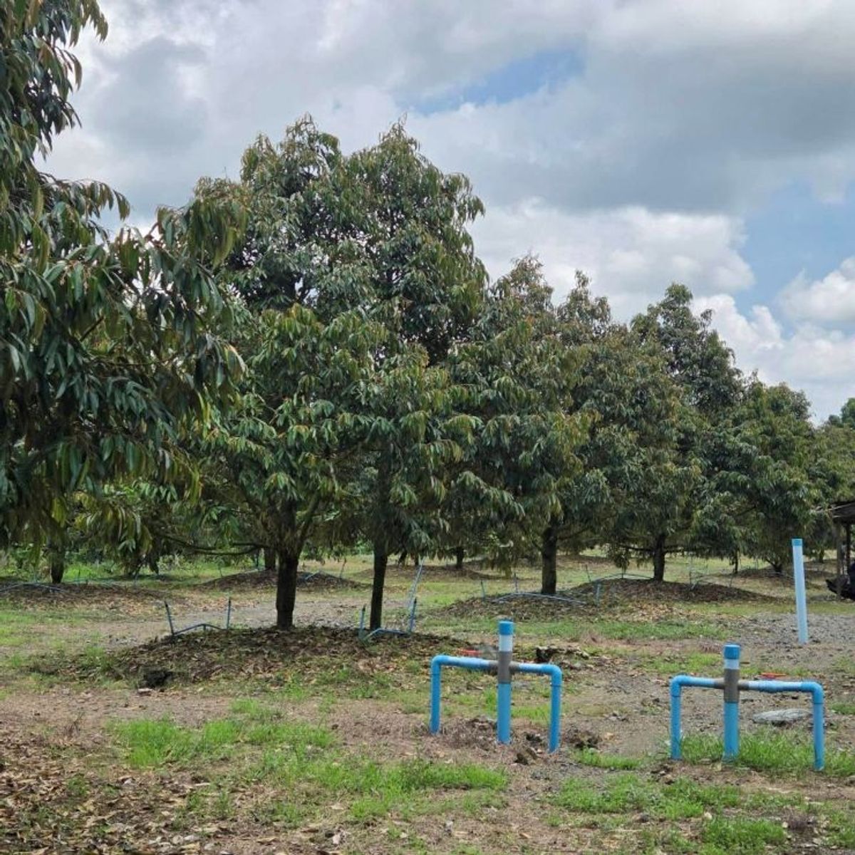 ขายที่ดินระยอง : ขายด่วน สวนทุเรียน  แกลง ระยอง 5-1-84.6 ไร่