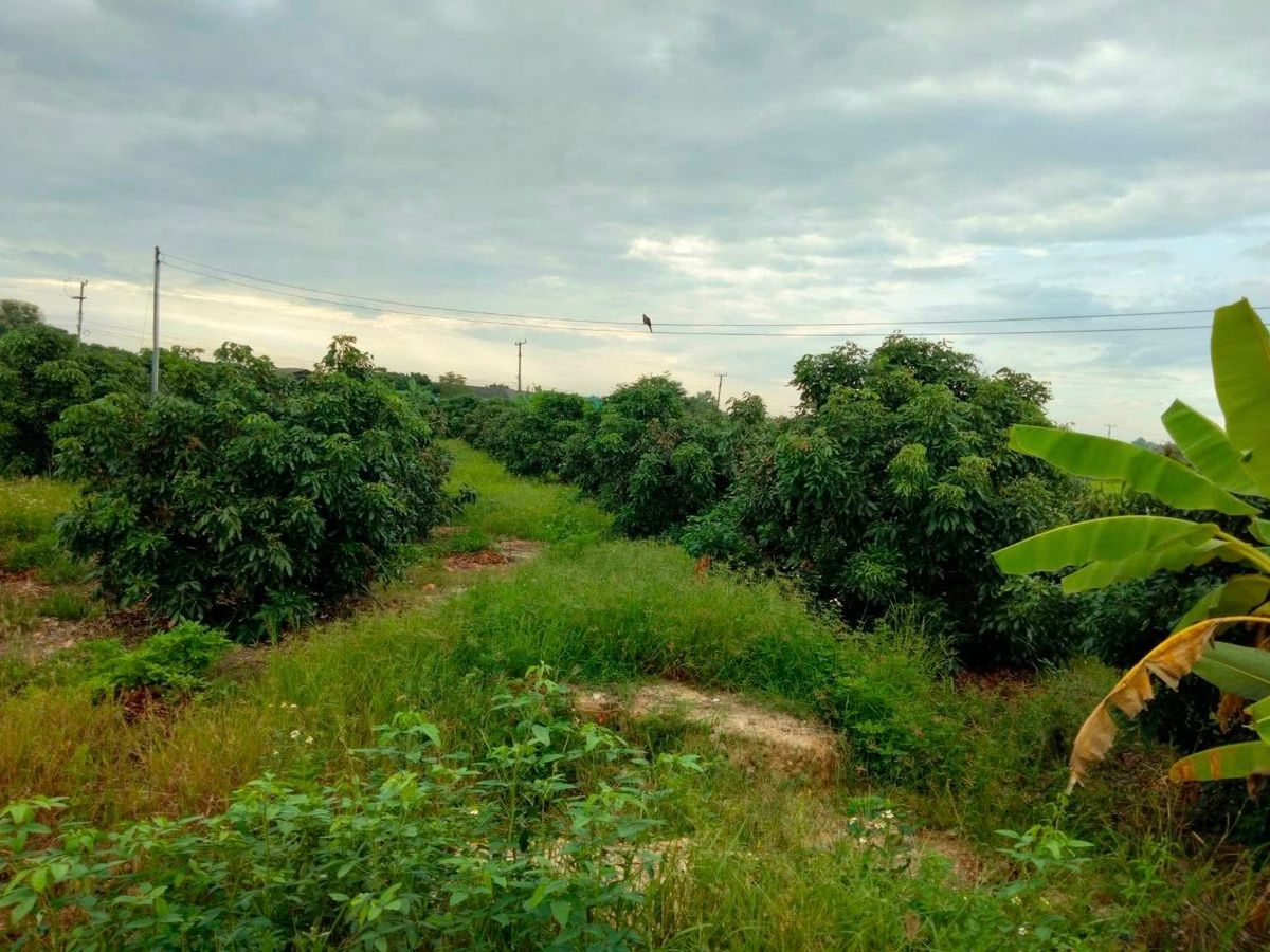 For SaleLandChiang Mai : Land for sale, size 4 rai, 18 sq.w. (next to the 3 -sided road), Mae Wang District, Chiang Mai Province