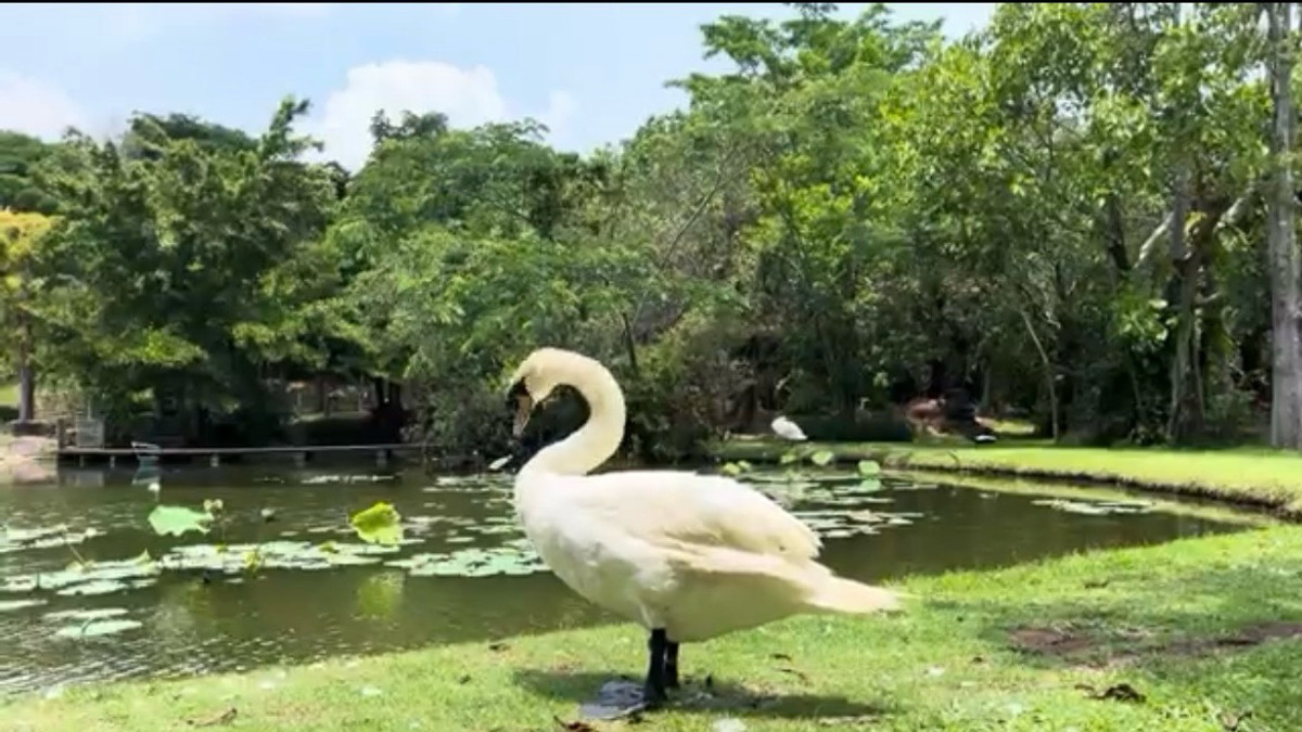 ให้เช่าคอนโดปากช่อง เขาใหญ่ : ให้เช่า - Swan Lake Residence  2 ห้องนอน 2 ห้องน้ำ 92 ตรม. Khaoyai : สวอนเลค เรสซิเดนท์ เขาใหญ่
