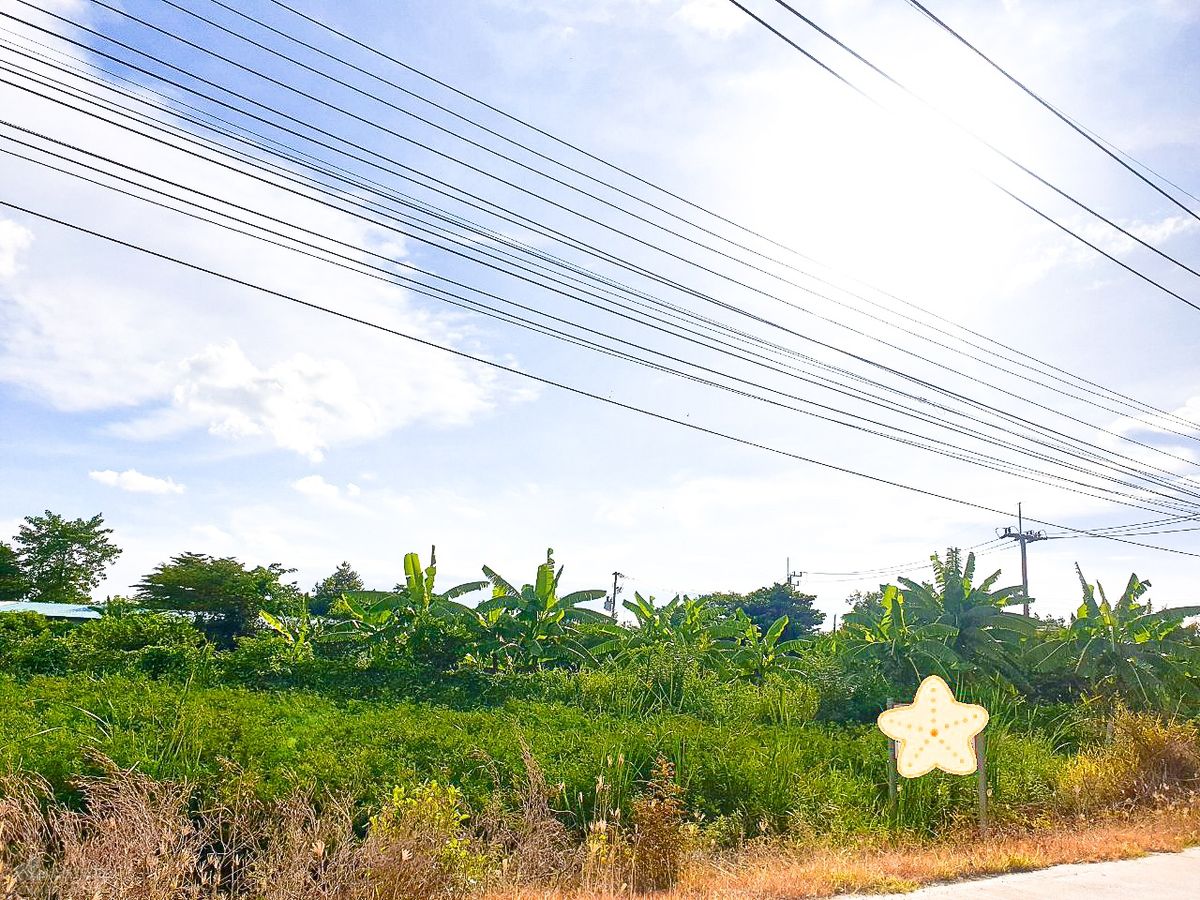 ขายที่ดินปทุมธานี รังสิต ธรรมศาสตร์ : ขาย ที่ดินเปล่า 4-3-49 ไร่ ที่ดินแปลงสวยทำเลดี มีสระบัว ถนนเกาะเกียง ต.คลองพระอุดม อ.ลาดหลุมแก้ว จ.ปทุมธานี