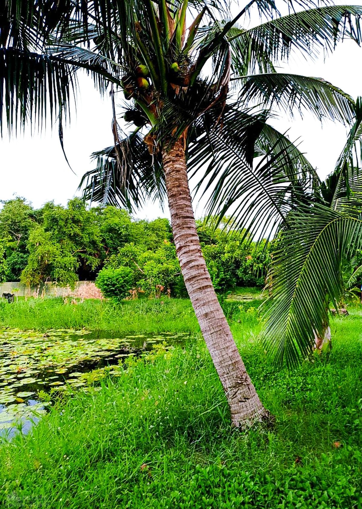 ขายที่ดินปทุมธานี รังสิต ธรรมศาสตร์ : ขาย ที่ดินเปล่า 4-3-49 ไร่ ที่ดินแปลงสวยทำเลดี มีสระบัว ถนนเกาะเกียง ต.คลองพระอุดม อ.ลาดหลุมแก้ว จ.ปทุมธานี