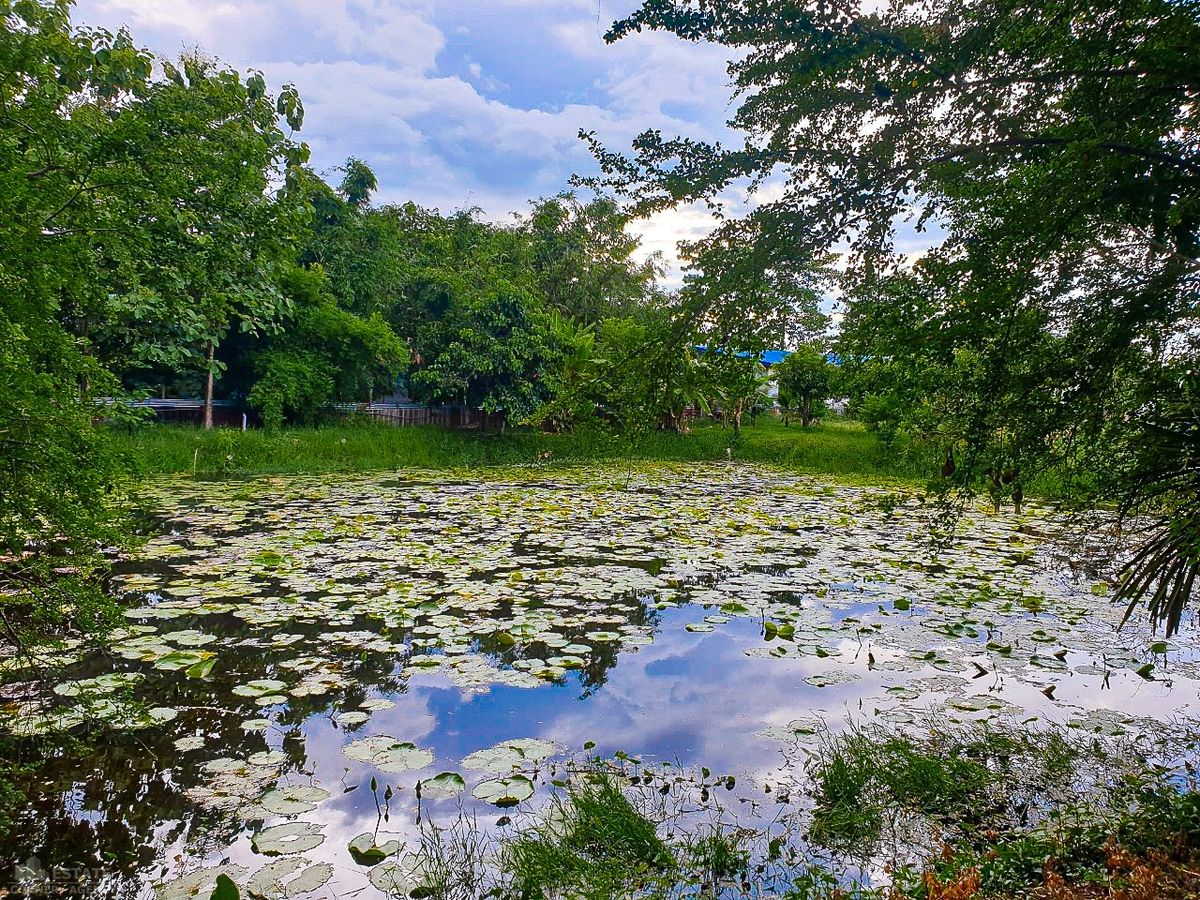 ขายที่ดินปทุมธานี รังสิต ธรรมศาสตร์ : ขาย ที่ดินเปล่า 4-3-49 ไร่ ที่ดินแปลงสวยทำเลดี มีสระบัว ถนนเกาะเกียง ต.คลองพระอุดม อ.ลาดหลุมแก้ว จ.ปทุมธานี