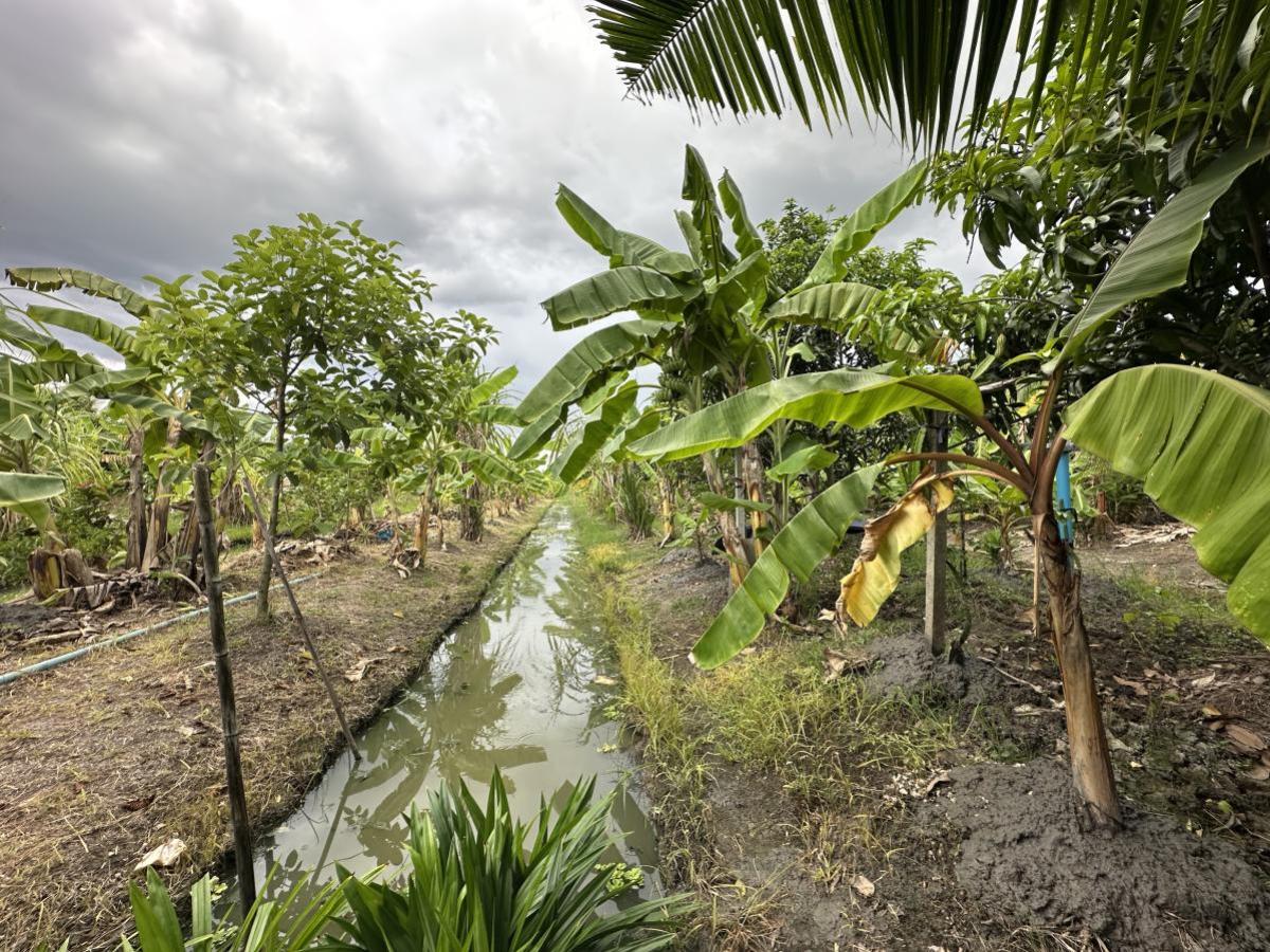 ขายที่ดินนนทบุรี บางใหญ่ บางบัวทอง : ขายที่ดินเปล่า พื้นที่ 7-0-90 บางใหญ่ นนทบุรี บางใหญ่ บางใหญ่ นนทบุรี CX-130776